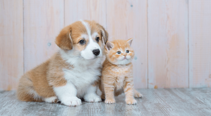 Puppy & Kitten Care