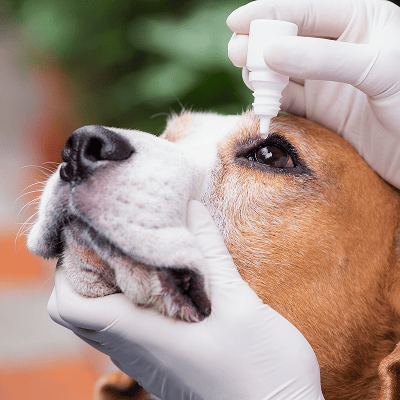 Dog receiving eye drops