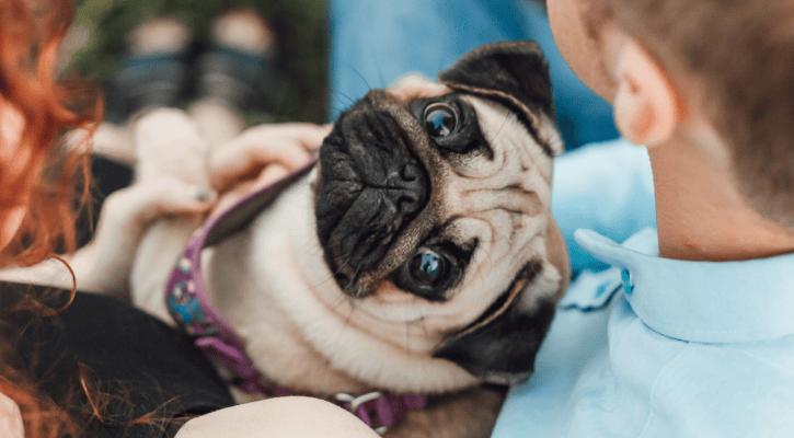 Companion Animal Eye Care